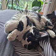 Stéphanie Chevillot participe au concours pour gagner de l'argent avec cette photo : bed, black_and_white, cat, close_up, cozy, curtains, cute, domestic_animal, fluffy, fur, indoor, paws, pet, plant, relaxed, resting, sleeping, striped_bedspread, whiskers, window