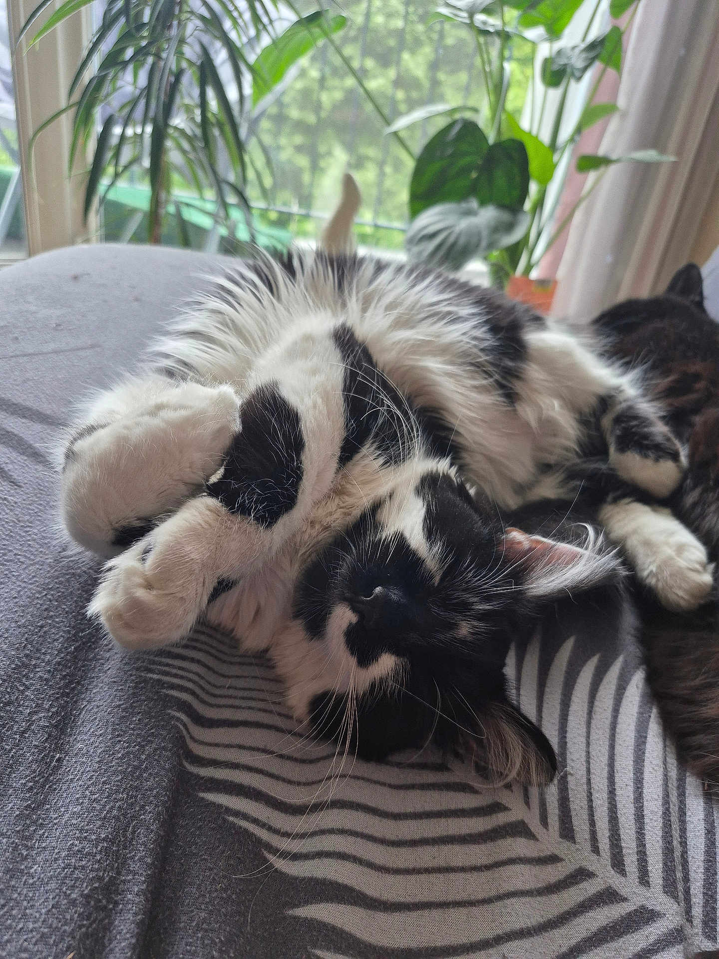 Stéphanie Chevillot