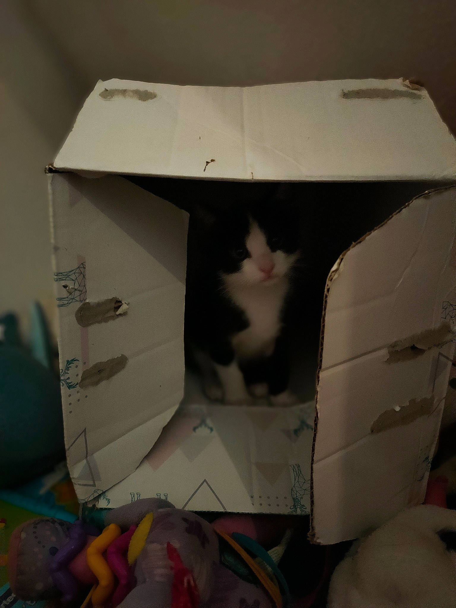 Turbo a rejoint le concours — aidez-le/la à gagner de superbes lots ! box, cardboard, carnivore, carton, cat, domestic_short_haired_cat, felidae, package_delivery, packaging_and_labeling, packing_materials, paper, paper_product, pet_supply, plastic, plastic_bag, room, shipping_box, small_to_medium_sized_cats, snapshot, whiskers