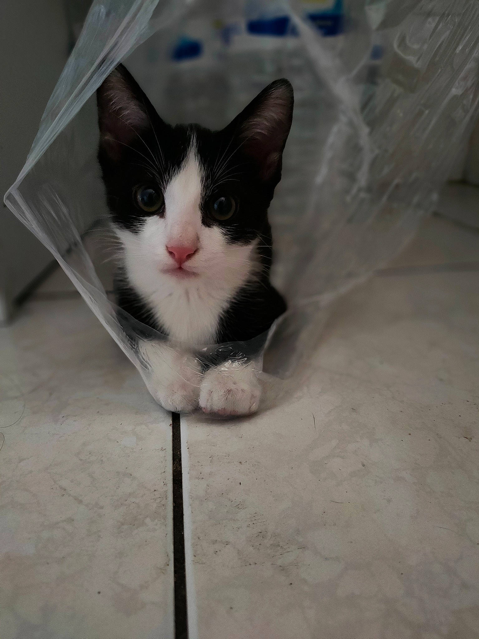 Turbo a rejoint le concours — aidez-le/la à gagner de superbes lots ! audio_equipment, box, carnivore, cat, domestic_short_haired_cat, felidae, flooring, fur, grey, monochrome, monochrome_photography, packaging_and_labeling, paw, small_to_medium_sized_cats, snout, tail, tile, whiskers, window