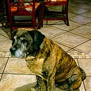 Spike is registered to the contest to win money with this photo: animal, black, brindle, brown, canine, companion, dining_table, dog, domestic, furniture, home, indoor, old_dog, pet, quiet, sitting, tablecloth, tile, tiled_floor, wooden_chair