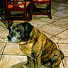 animal, black, brindle, brown, canine, companion, dining_table, dog, domestic, furniture, home, indoor, old_dog, pet, quiet, sitting, tablecloth, tile, tiled_floor, wooden_chair