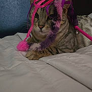 Beautiful is registered to the contest to win money with this photo: animal, bed, blanket, cat, closeup, cute, domestic, feline, fur, indoor, pet, pink, playful, purple, relaxed, resting, ribbons, tabby, toy, whiskers