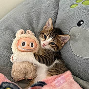 Benny is registered to the contest to win money with this photo: kitten, plush_toy, blanket, cushion, paw_print, cozy, snuggling, soft_texture, cute, indoor, feline, toy, resting, fur, pink, gray, white, brown, small, pet