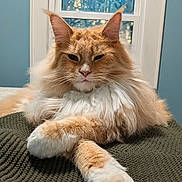 Churro Mcfloof is registered to the contest to win money with this photo: cat, orange_cat, fluffy, long_hair, pet, indoor, window, blanket, paws, resting, mammal, animal, cute, feline, fur, domestic_animal, relaxed, portrait, whiskers, ears