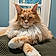 Churro Mcfloof