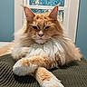 cat, orange_cat, fluffy, long_hair, pet, indoor, window, blanket, paws, resting, mammal, animal, cute, feline, fur, domestic_animal, relaxed, portrait, whiskers, ears