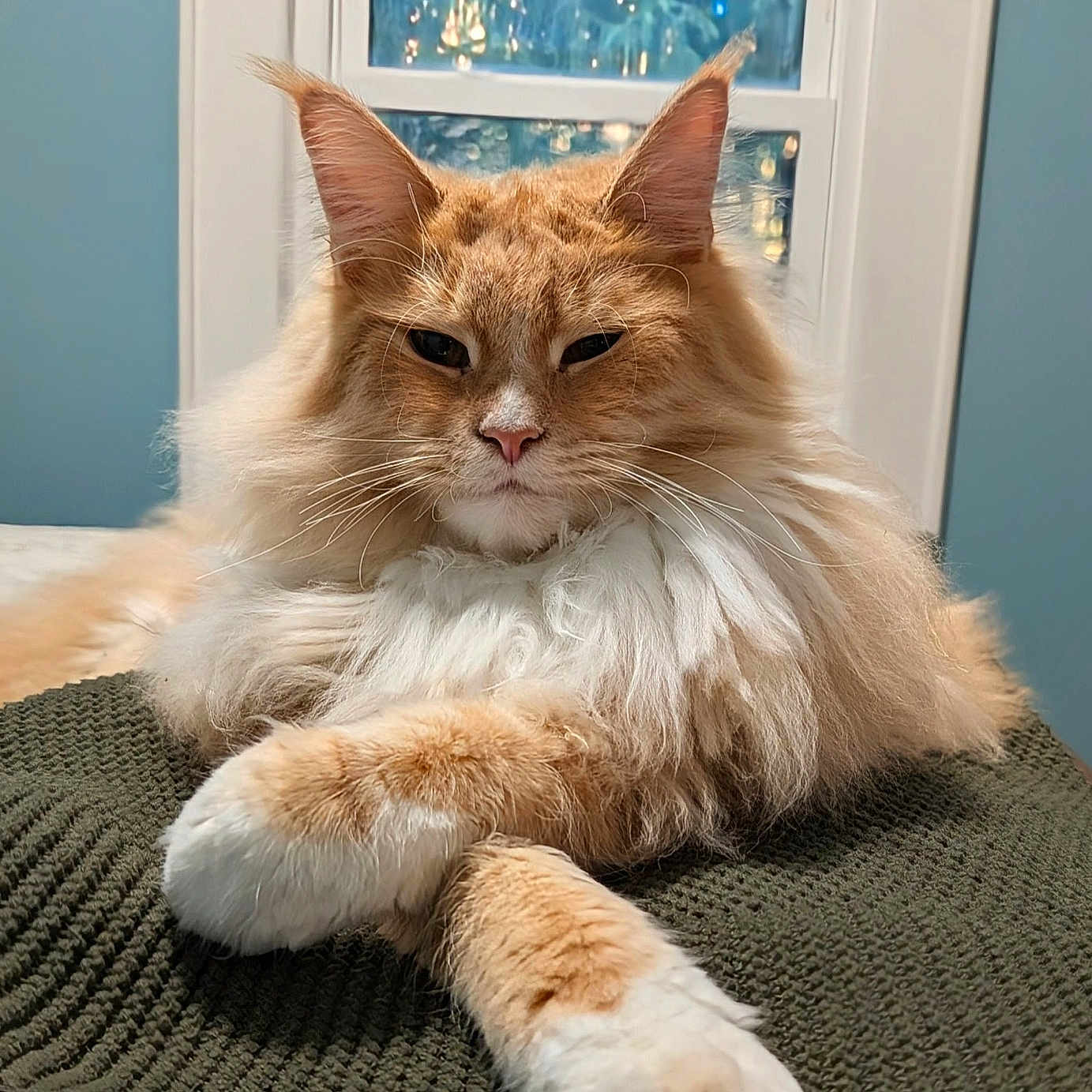 Churro Mcfloof is registered to the contest to win money with this photo: cat, orange_cat, fluffy, long_hair, pet, indoor, window, blanket, paws, resting, mammal, animal, cute, feline, fur, domestic_animal, relaxed, portrait, whiskers, ears