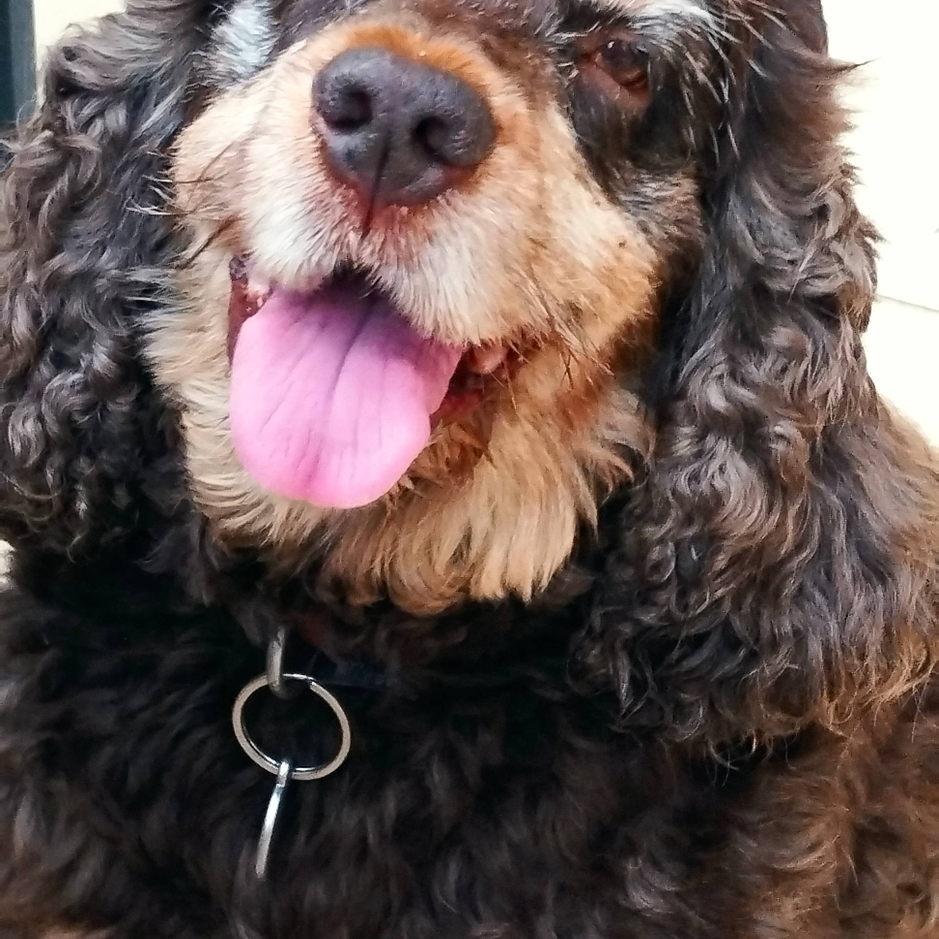 Praline participe au concours pour gagner de l'argent avec cette photo : canidae, carnivore, collar, companion_dog, dog, dog_breed, dog_collar, fang, fur, labradoodle, liver, snout, sporting_group, terrier, toy_dog, water_dog, working_animal, yawn