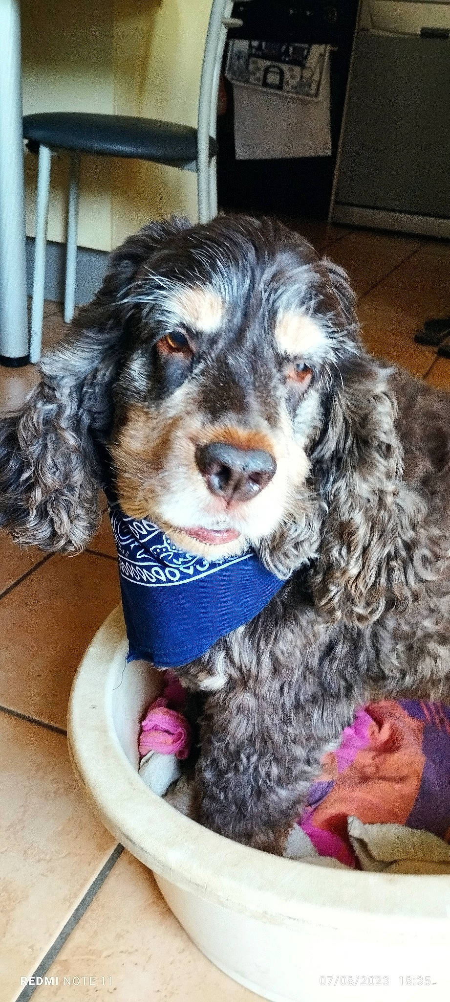 Praline a rejoint le concours — aidez-le/la à gagner de superbes lots ! canidae, carnivore, chair, cocker_spaniel, companion_dog, dog, dog_breed, dog_collar, dog_supply, fur, liver, pet_supply, puppy, snout, spaniel, sporting_group, toy_dog, water_dog, whiskers, working_animal