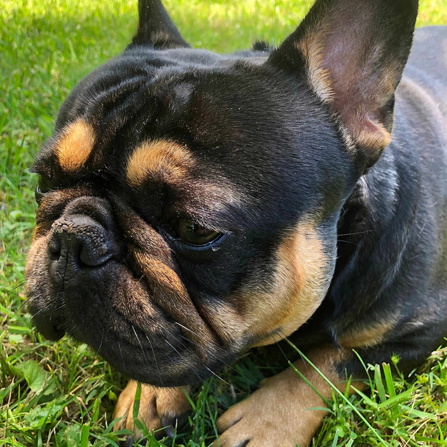 Jacques