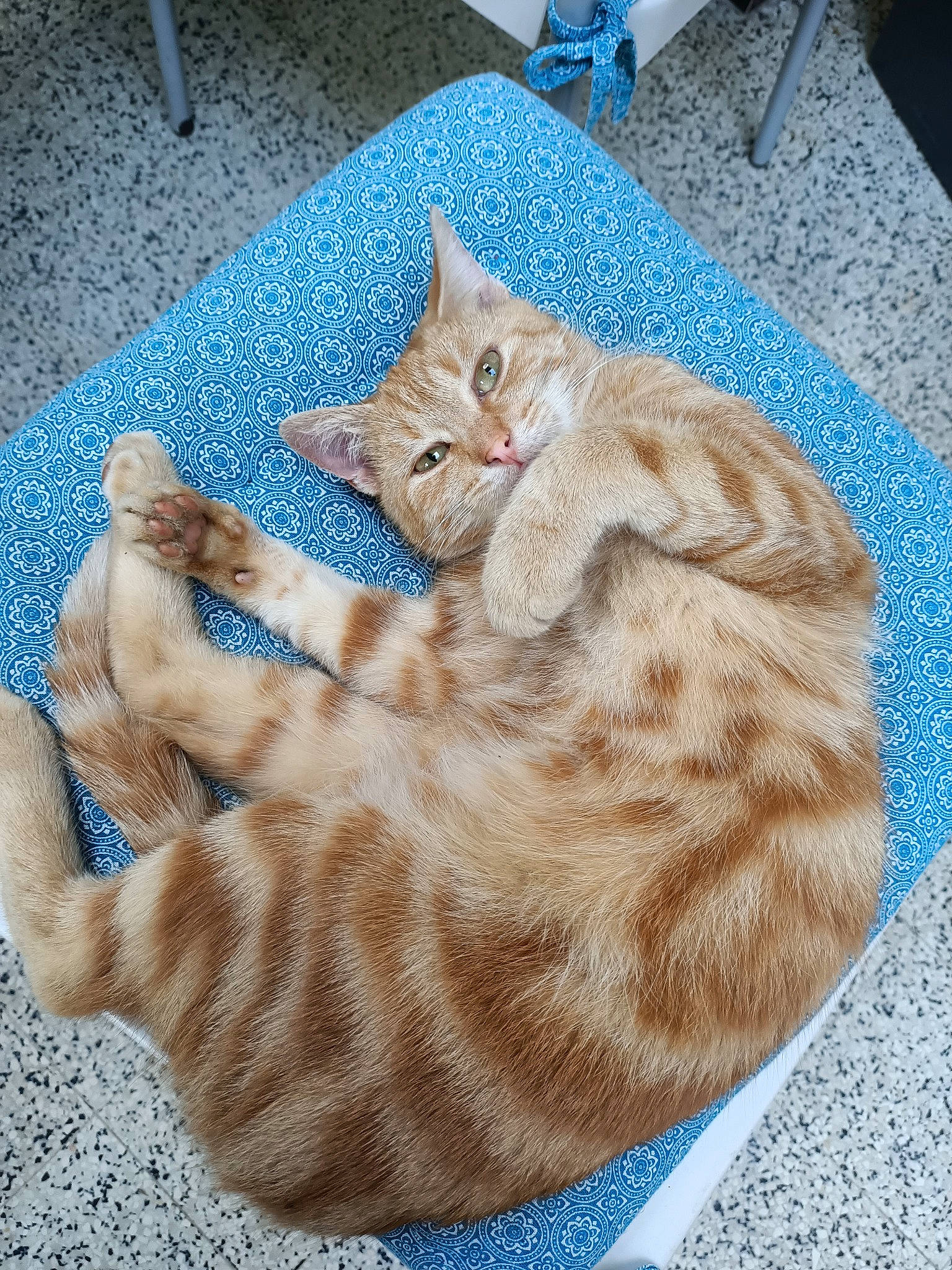 Didier participe au concours pour gagner de l'argent avec cette photo : american_bobtail, american_shorthair, asian, australian_mist, carnivore, cat, cymric, domestic_short_haired_cat, dragon_li, european_shorthair, fawn, felidae, fur, kitten, ocicat, small_to_medium_sized_cats, tabby_cat, whiskers