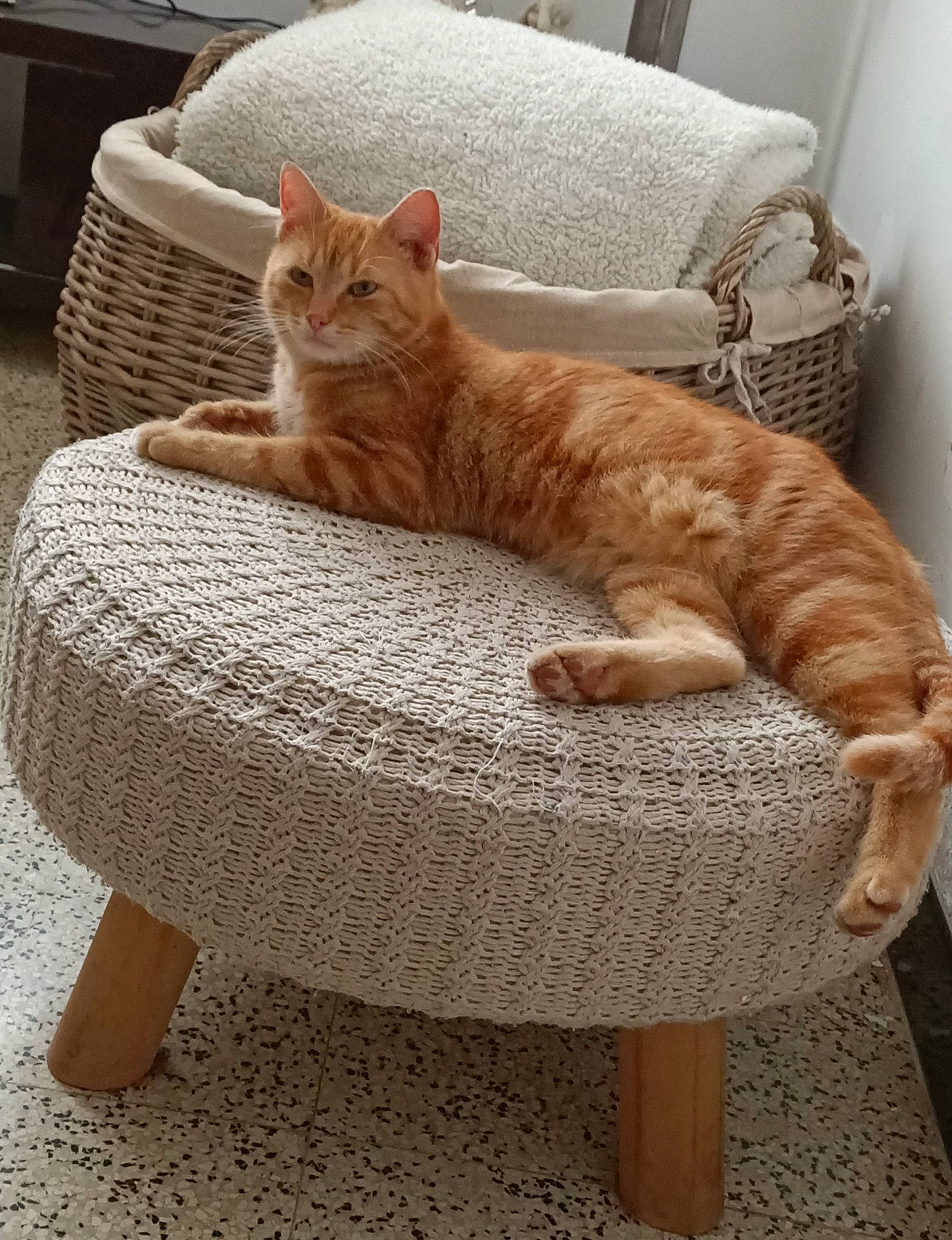 Didier a rejoint le concours — aidez-le/la à gagner de superbes lots ! arabian_mau, asian, carnivore, cat, cat_bed, chair, domestic_short_haired_cat, european_shorthair, fawn, felidae, fur, furniture, kitten, small_to_medium_sized_cats, tabby_cat, tail, whiskers