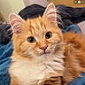 animal, bed, blanket, cat, closeup, curious, cute, domestic_cat, ears, fluffy, fur, indoor, kitten, orange_cat, pet, resting, soft, whiskers, wide_eyes, young