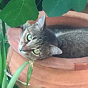 Rina joined the competition — help win amazing prizes! cat, tabby, feline, green_eyes, whiskers, ears, animal, pet, lying_down, resting, flowerpot, terracotta, plant, leaves, garden, outdoor, closeup, portrait, curious, greenery