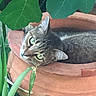 cat, tabby, feline, green_eyes, whiskers, ears, animal, pet, lying_down, resting, flowerpot, terracotta, plant, leaves, garden, outdoor, closeup, portrait, curious, greenery