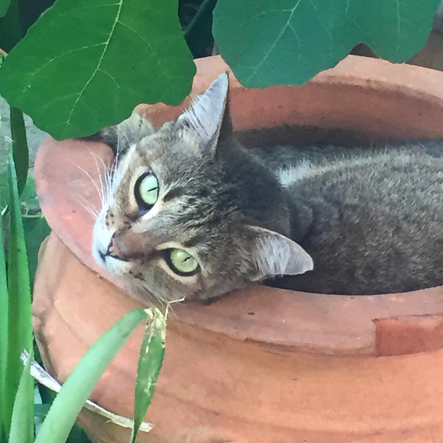 Rina joined the competition — help win amazing prizes! cat, tabby, feline, green_eyes, whiskers, ears, animal, pet, lying_down, resting, flowerpot, terracotta, plant, leaves, garden, outdoor, closeup, portrait, curious, greenery
