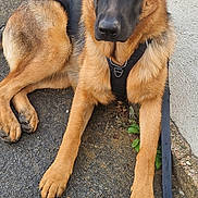 V'Rex participe au concours pour gagner de l'argent avec cette photo : dog, german_shepherd, canine, pet, animal, outdoor, pavement, leash, harness, ears, fur, brown, black, alert, sitting, quiet, companion, friendly, mammal, portrait