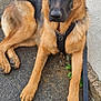 dog, german_shepherd, canine, pet, animal, outdoor, pavement, leash, harness, ears, fur, brown, black, alert, sitting, quiet, companion, friendly, mammal, portrait