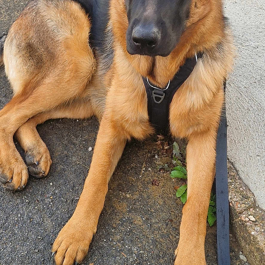 V'Rex participe au concours pour gagner de l'argent avec cette photo : alert, animal, black, brown, canine, companion, dog, ears, friendly, fur, german_shepherd, harness, leash, mammal, outdoor, pavement, pet, portrait, quiet, sitting