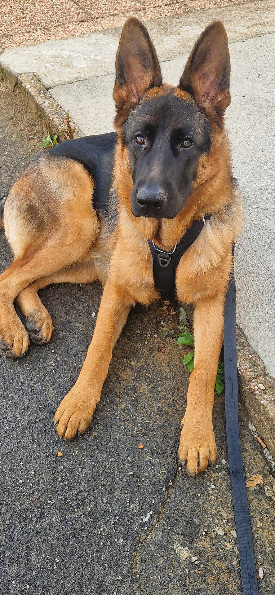 V'Rex participe au concours pour gagner de l'argent avec cette photo : dog, german_shepherd, canine, pet, animal, outdoor, pavement, leash, harness, ears, fur, brown, black, alert, sitting, quiet, companion, friendly, mammal, portrait