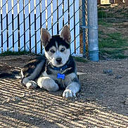 Balto joined the competition — help win amazing prizes! husky, puppy, dog, blue_eyes, fence, chain_link_fence, dirt, outdoor, sunlight, shadow, collar, pet, animal, young_dog, resting, grass, metal_pole, daytime, nature, canine