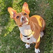 Cooper joined the competition — help win amazing prizes! attentive, brown_dog, collar, cute, dog, domestic_animal, grass, id_tag, looking_up, mammal, nose, outdoor, paw, portrait, shadow, shallow_depth_of_field, sitting, sunlight, upright_ears, white_chest