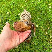 Vikking a rejoint le concours — aidez-le/la à gagner de superbes lots ! animal, ball, bodypart, canine, dog, face, finger, grass, hand, head, herbal, herbs, person, pet, photography, plant, puppy, sport, tennis, tennisball