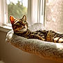 cat, tabby_cat, pet, window, sunlight, cat_bed, cozy, indoor, relaxed, green_eyes, whiskers, fur, ears, plush, sill, sunbeam, domestic_cat, portrait, nap, home_interior