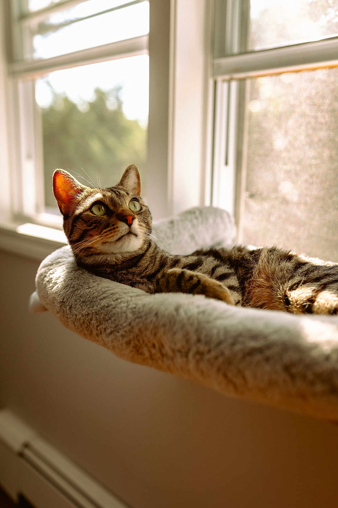 Billie is registered to the contest to win money with this photo: cat, tabby_cat, pet, window, sunlight, cat_bed, cozy, indoor, relaxed, green_eyes, whiskers, fur, ears, plush, sill, sunbeam, domestic_cat, portrait, nap, home_interior