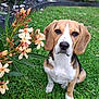 Ally participe au concours pour gagner de l'argent avec cette photo : dog, beagle, puppy, grass, flower, outdoor, garden, plant, greenery, shrub, pet, animal, nature, cute, sitting, leaf, closeup, adorable, young, floral