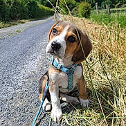 Ally a rejoint le concours — aidez-le/la à gagner de superbes lots ! puppy, dog, blue_harness, gravel_path, grass, countryside, outdoor, nature, sky, clouds, greenery, pet, animal, young_dog, sitting, curious, head_tilt, leash, sunny, daytime