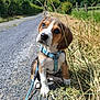 puppy, dog, blue_harness, gravel_path, grass, countryside, outdoor, nature, sky, clouds, greenery, pet, animal, young_dog, sitting, curious, head_tilt, leash, sunny, daytime