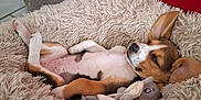 Ally a rejoint le concours — aidez-le/la à gagner de superbes lots ! puppy, dog, sleeping, bed, fluffy, toy, indoor, red_wall, tile_floor, relaxed, pet, cute, brown, white, black_spots, ears, resting, cozy, home, napping