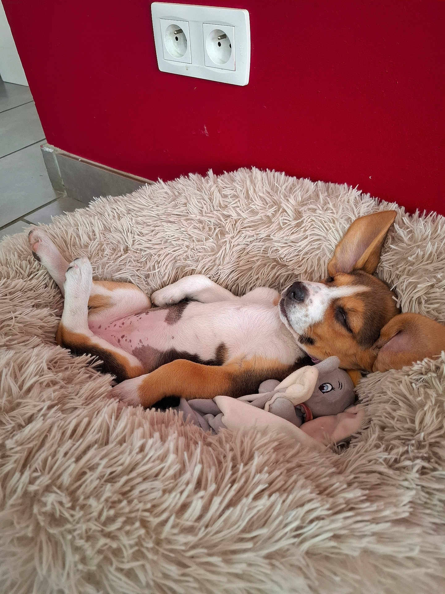 Ally a rejoint le concours — aidez-le/la à gagner de superbes lots ! puppy, dog, sleeping, bed, fluffy, toy, indoor, red_wall, tile_floor, relaxed, pet, cute, brown, white, black_spots, ears, resting, cozy, home, napping