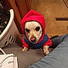 dog, hoodie, indoor, carpet, laundry_basket, cushion, paw, jeans, pet_clothing, small_dog, curious, resting, casual, home, brown_nose, white_fur, wooden_cabinet, floor_vent, looking_up, cozy