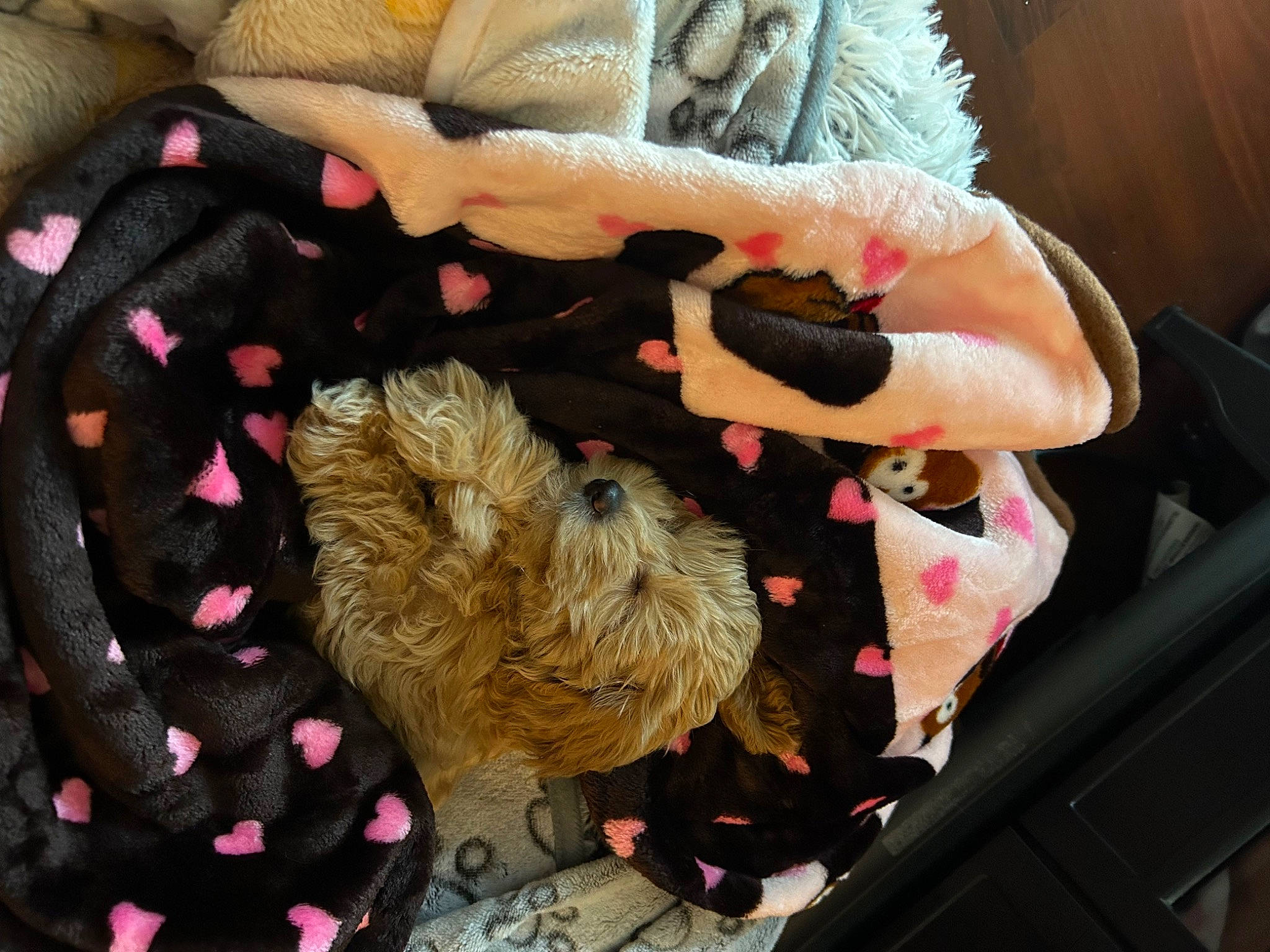 Nala is registered to the contest to win money with this photo: canidae, carnivore, comfort, companion_dog, dog, dog_breed, dog_supply, event, fawn, fur, linens, pattern, small_terrier, sporting_group, stuffed_toy, terrier, textile, toy, toy_dog, working_animal