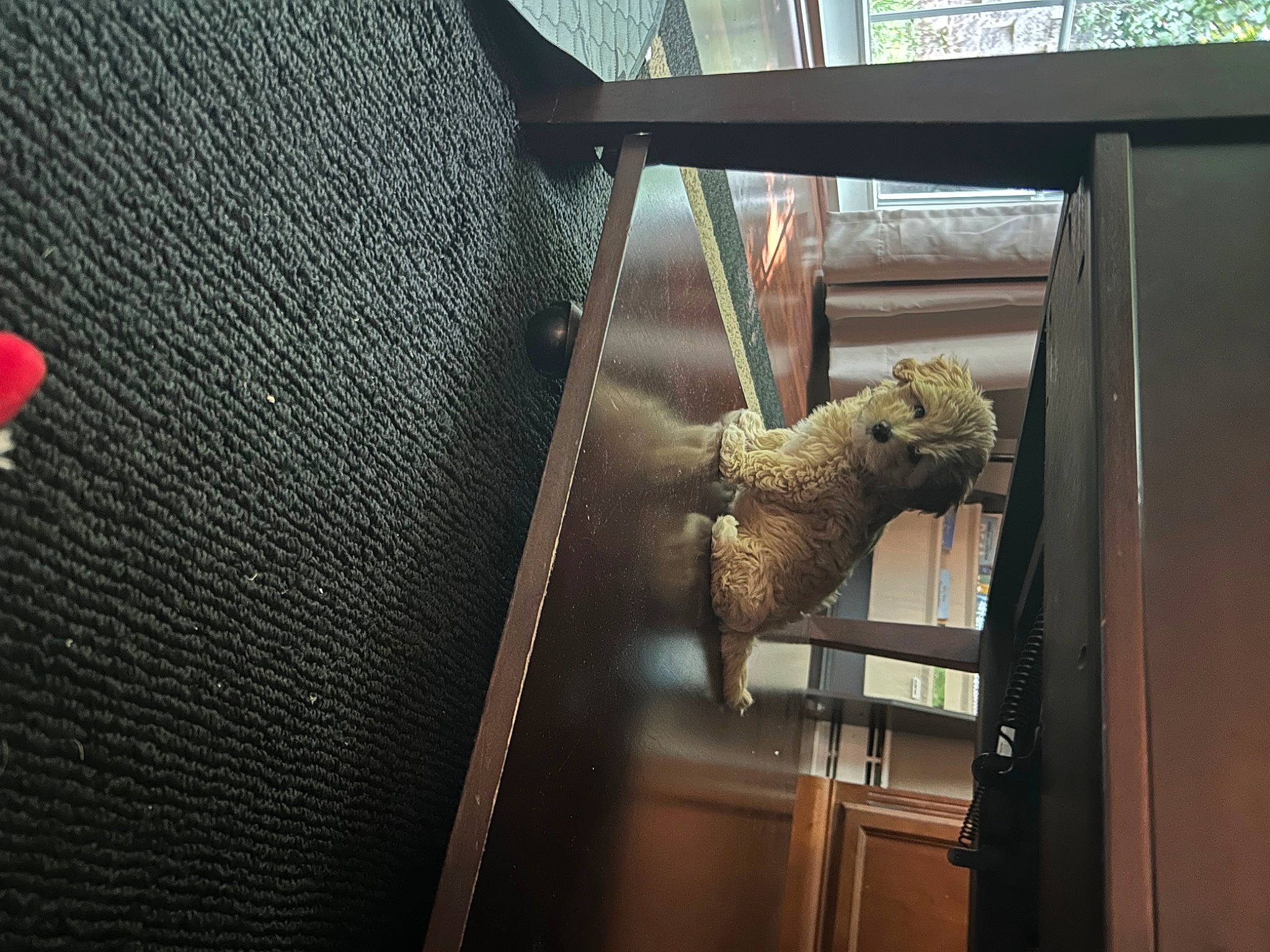 Nala is registered to the contest to win money with this photo: art, carmine, coquelicot, glass, linens, metal, pattern, room, terrestrial_animal, vehicle_door, wood