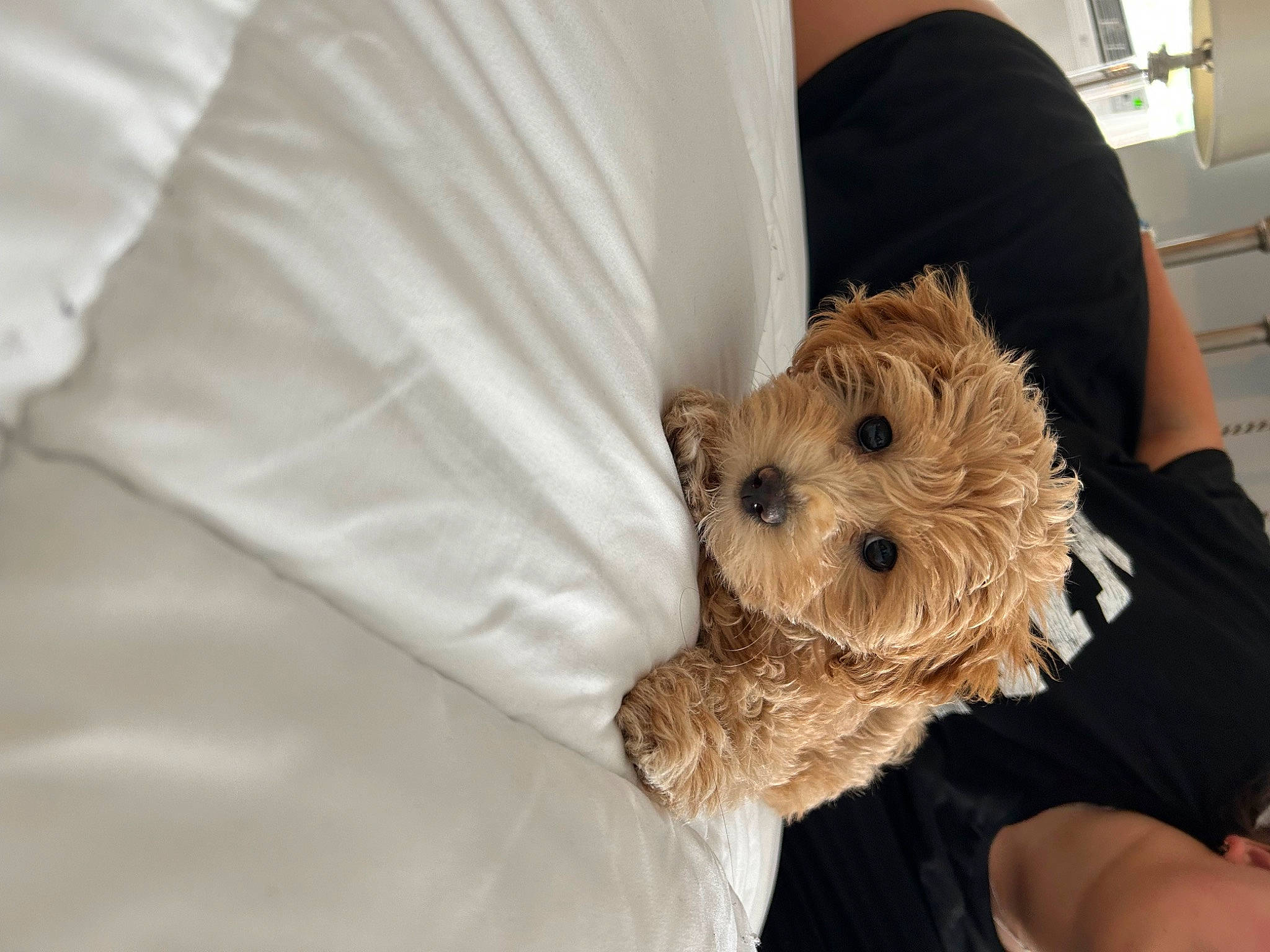 Nala joined the competition — help win amazing prizes! canidae, carnivore, comfort, companion_dog, dog, dog_breed, fur, linens, maltepoo, non_sporting_group, puppy, sleeve, small_terrier, snout, sporting_group, t_shirt, terrier, toy_dog, working_animal, wrist