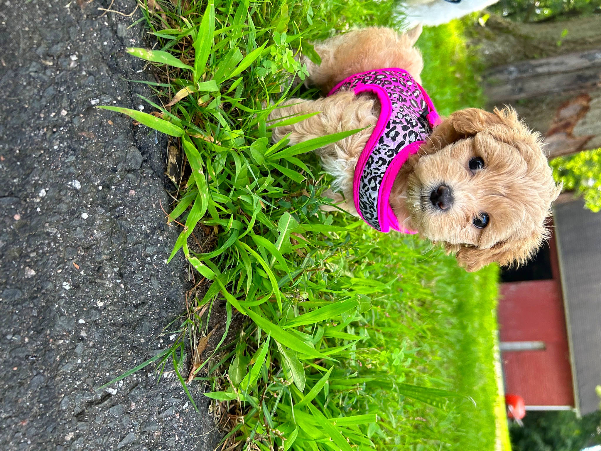 Nala joined the competition — help win amazing prizes! canidae, carnivore, companion_dog, dog, dog_breed, dog_clothes, dog_supply, fawn, grass, groundcover, herb, plant, shrub, small_terrier, soil, sporting_group, terrier, toy, toy_dog, wood