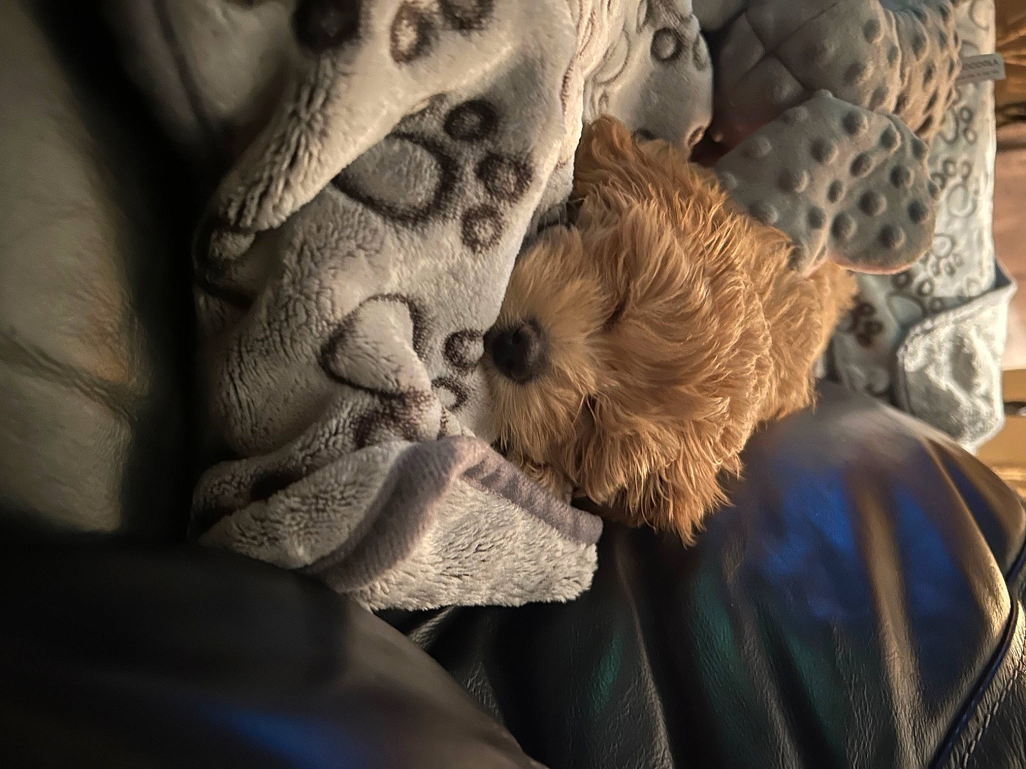 Nala joined the competition — help win amazing prizes! canidae, carnivore, comfort, companion_dog, dog, dog_breed, fawn, fur, nap, sleep, small_terrier, snout, sporting_group, terrier, toy_dog, whiskers, working_animal, wrinkle