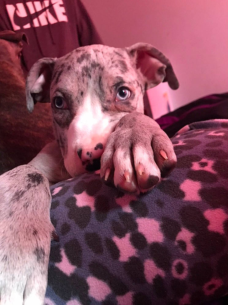 Pedro joined the competition — help win amazing prizes! canidae, carnivore, comfort, companion_dog, dog, dog_breed, fawn, fur, guard_dog, non_sporting_group, snout, sporting_group, terrestrial_animal, texas_heeler, whiskers, working_animal