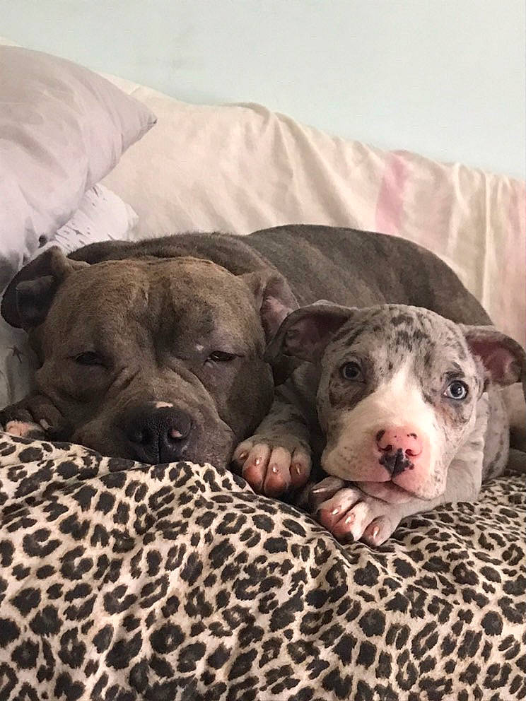 Pedro joined the competition — help win amazing prizes! canidae, carnivore, comfort, companion_dog, dog, dog_breed, fawn, fur, grey, linens, non_sporting_group, snout, sporting_group, terrestrial_animal, working_animal