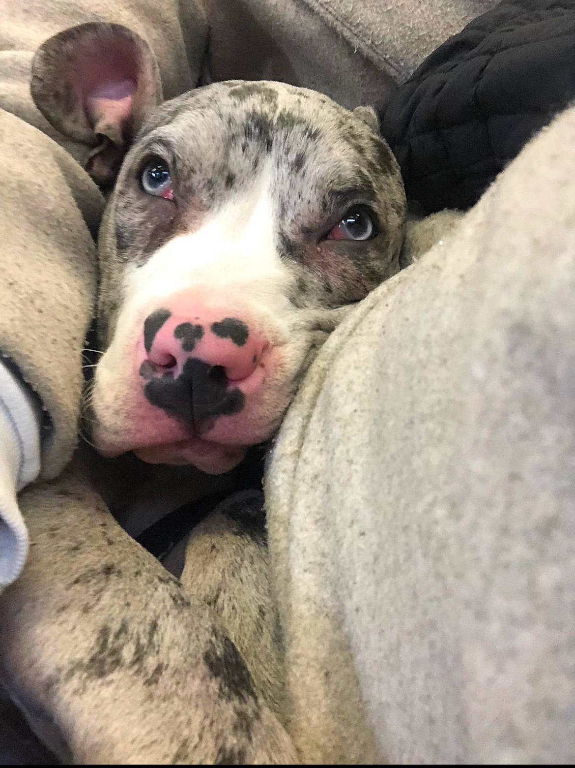 Pedro joined the competition — help win amazing prizes! carnivore, comfort, companion_dog, dog, dog_breed, non_sporting_group, terrestrial_animal, whiskers, working_animal