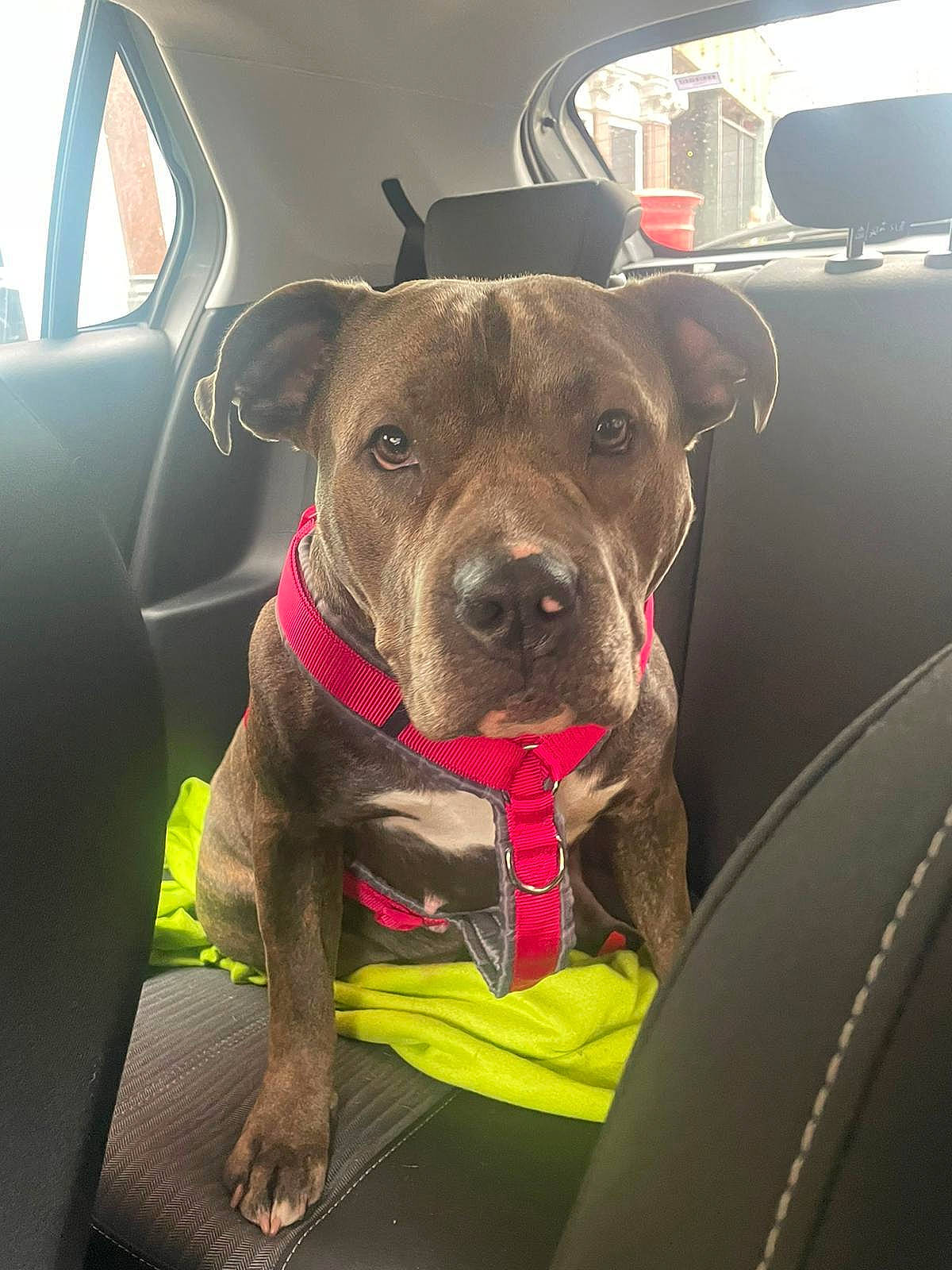 Pedro is registered to the contest to win money with this photo: auto_part, canidae, car, carnivore, collar, companion_dog, dog, dog_breed, dog_collar, family_car, fawn, liver, motor_vehicle, snout, sporting_group, vehicle, vehicle_door, whiskers, window, working_animal