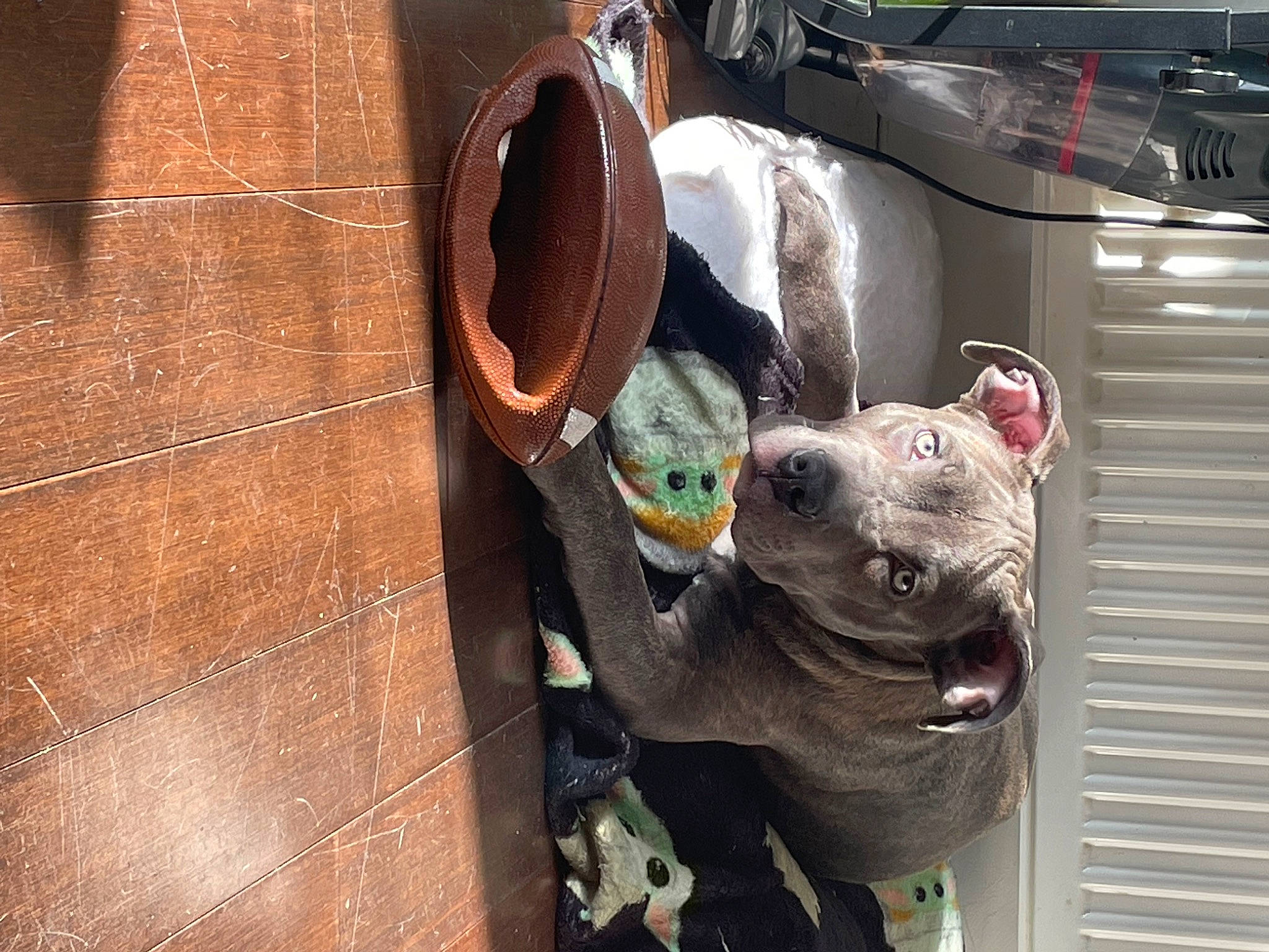 Rio joined the competition — help win amazing prizes! auto_part, automotive_design, automotive_exterior, automotive_lighting, automotive_mirror, carnivore, dog, dog_breed, door_handle, fawn, fender, gas, hood, motor_vehicle, snout, toy, vehicle, vehicle_door, wood, working_animal