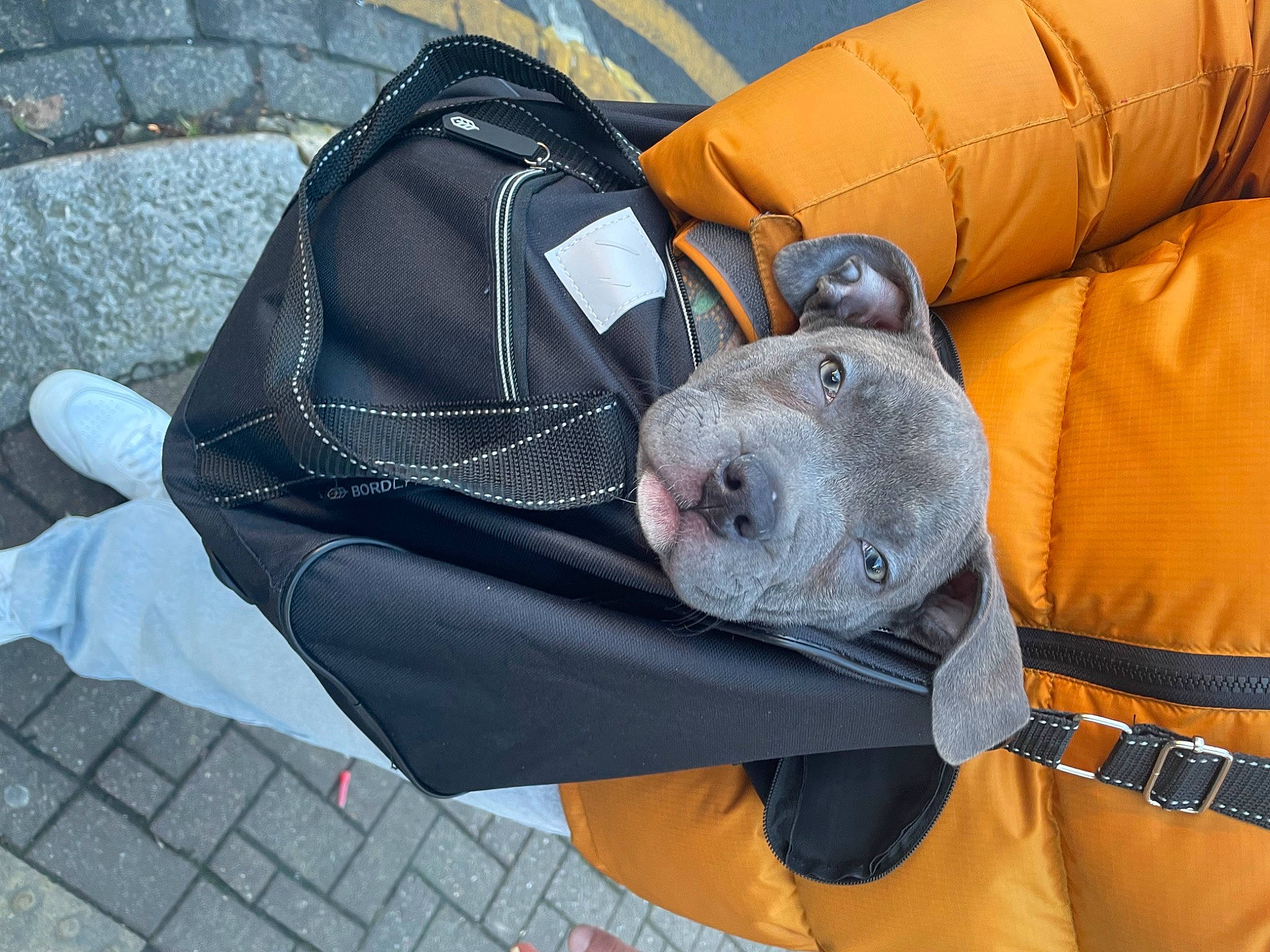 Rio is registered to the contest to win money with this photo: backpack, bag, baggage, canidae, carnivore, collar, comfort, companion_dog, dog, dog_breed, dog_supply, fashion_accessory, luggage_and_bags, personal_protective_equipment, recreation, shoulder_bag, snout, sporting_group, sports_equipment, working_animal