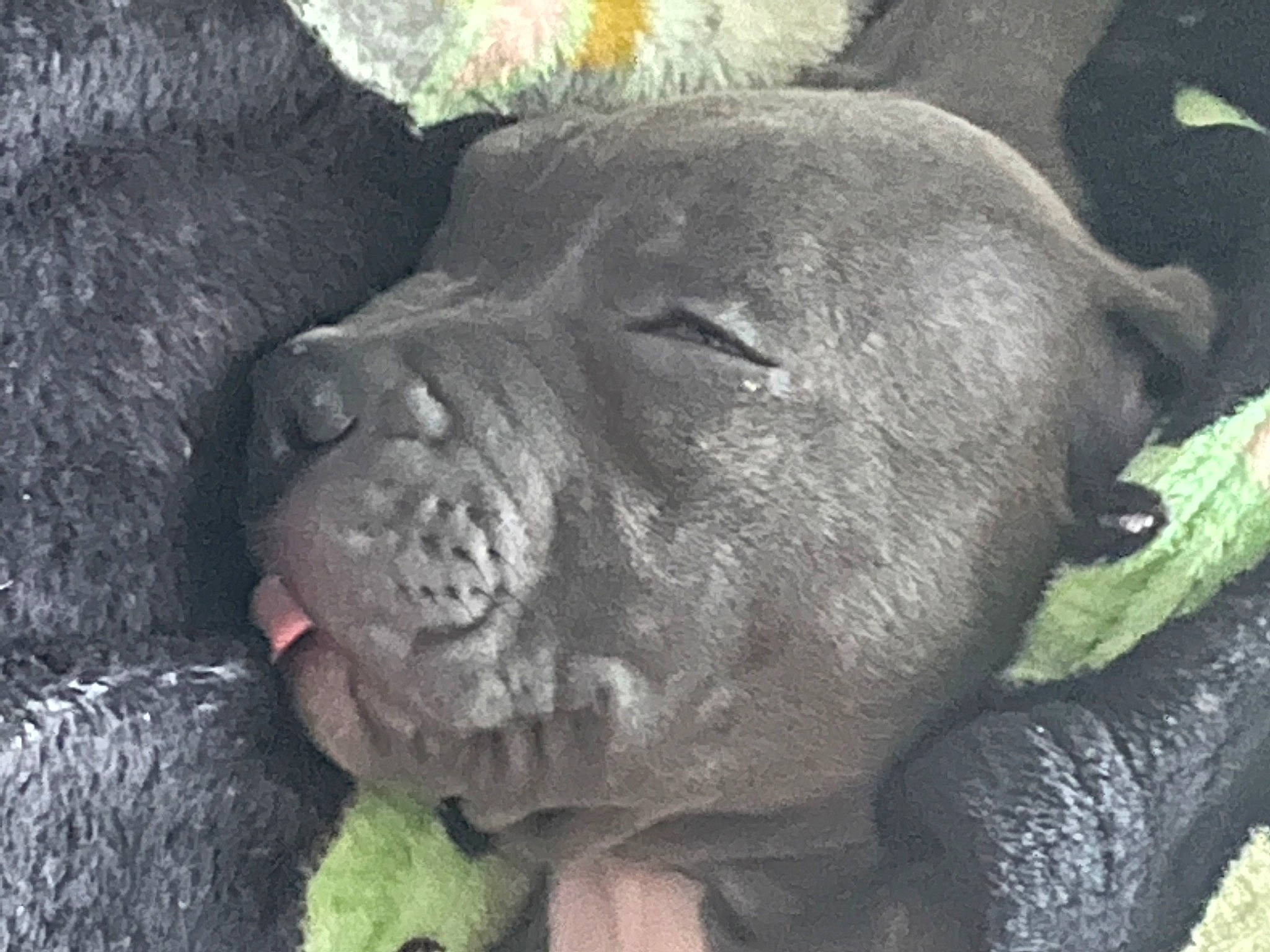 Rio joined the competition — help win amazing prizes! big_cats, canidae, close_up, common_chimpanzee, dog_breed, fawn, fur, grass, organism, snout, terrestrial_animal, whiskers, wildlife, working_animal, wrinkle