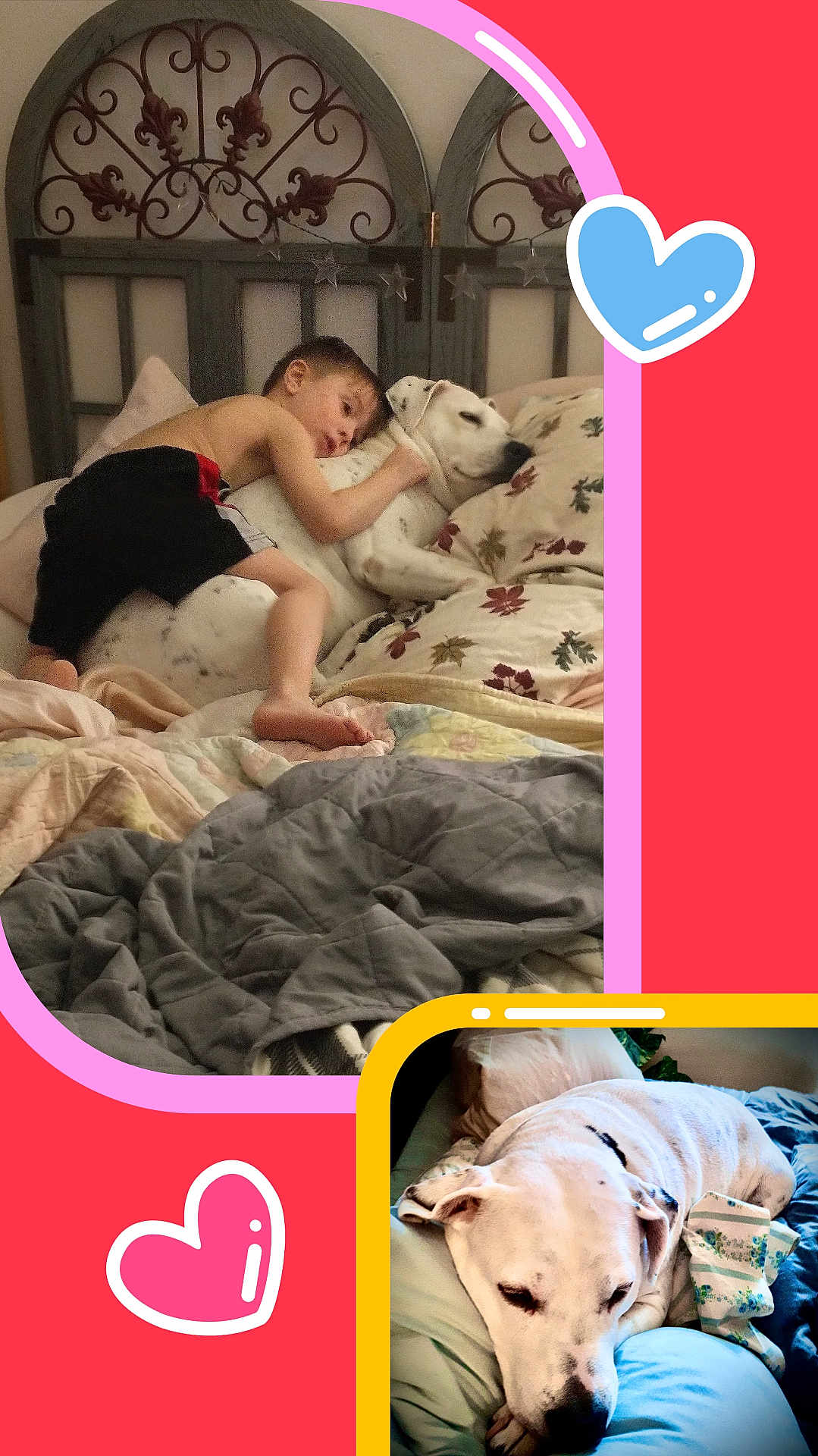 Loki joined the competition — help win amazing prizes! child, dog, bed, blanket, pillow, sleeping, hugging, cute, resting, indoor, love, affection, white_dog, quilt, headboard, comfort, nap, home, cozy, cute_dog