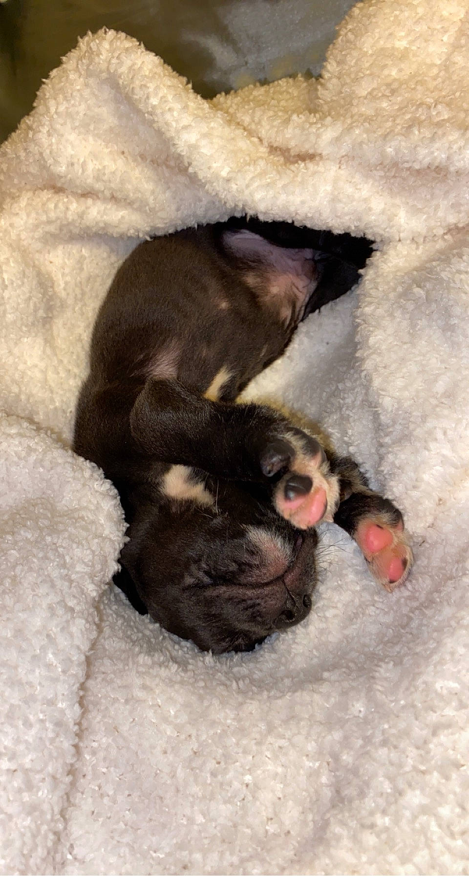 Kain is registered to the contest to win money with this photo: bulldog, canidae, carmine, carnivore, claw, comfort, companion_dog, dog, dog_breed, fawn, foot, fur, mammal, paw, snout, snow, sporting_group, tail, terrestrial_animal, vertebrate